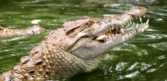 Najnevarnejši morilci človeka