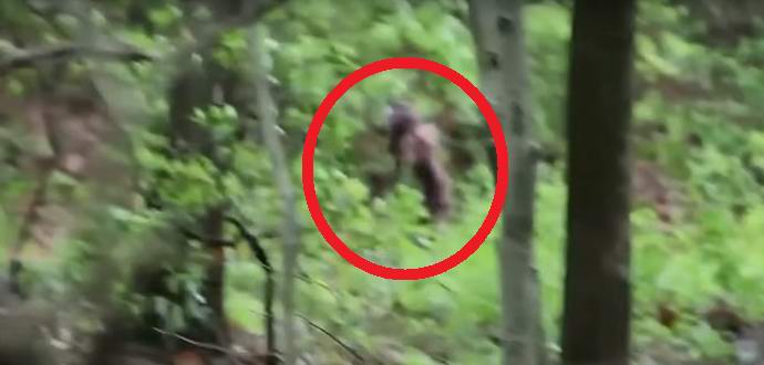 Ženska yeti s mladičem je padla v objektiv znanstvenikove kamere