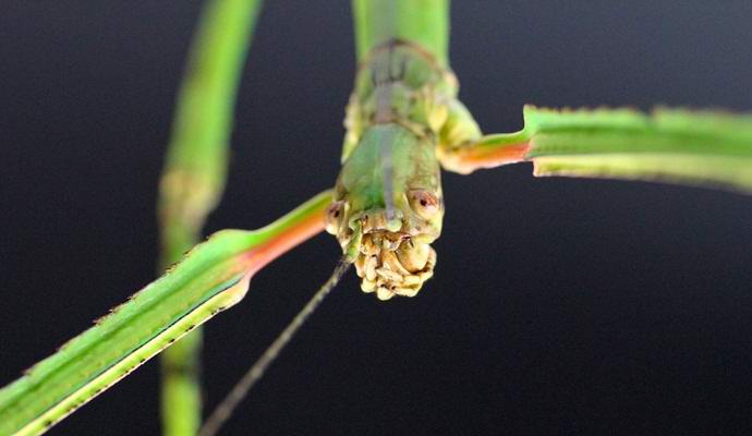 Največja žuželka se že stoletja skriva pred ljudmi. Foto.