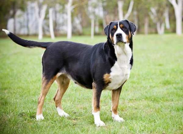 znamenje udariti psa v avtu 