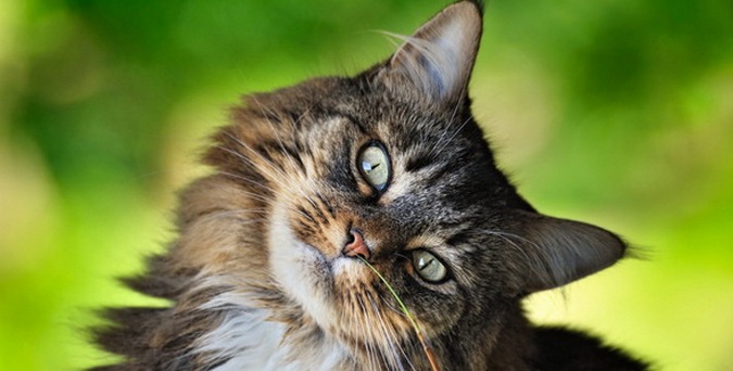 Danes je svetovni dan mačk