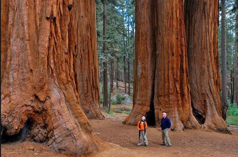Sequoias živijo skoraj za vedno