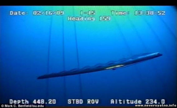 Kralj sleda je padel v objektiv nadzorne kamere. Video.