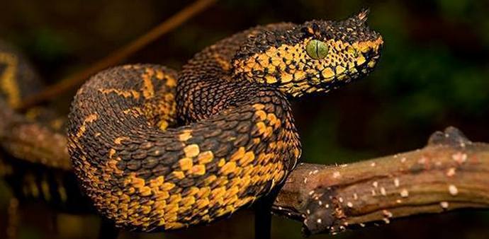 Sefi za sto petdeset tisoč dolarjev hočeš?