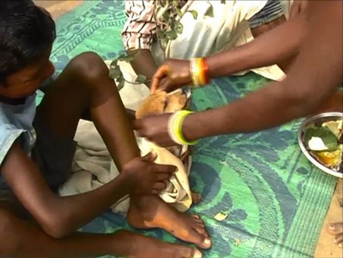 Sedemletni deček se je poročil s potepuškim psom