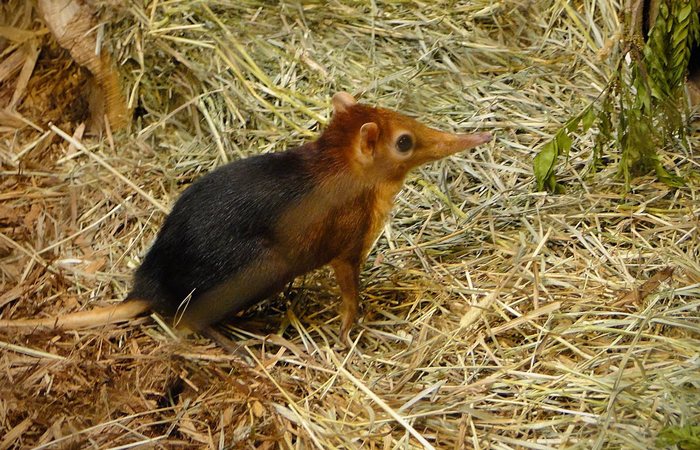 Zob: živi fosil planeta