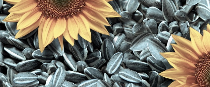 Klikanje semen je priljubljena ruska zabava