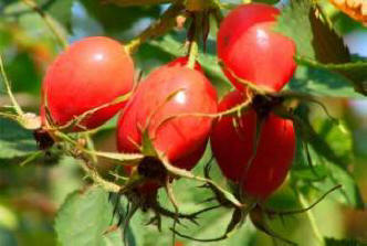 Šipek širi bolečine, znanstveniki so dokazali