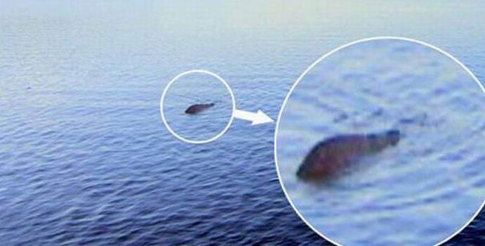 Škoti so četrt stoletja lovili som, namesto pošast Loch Ness.