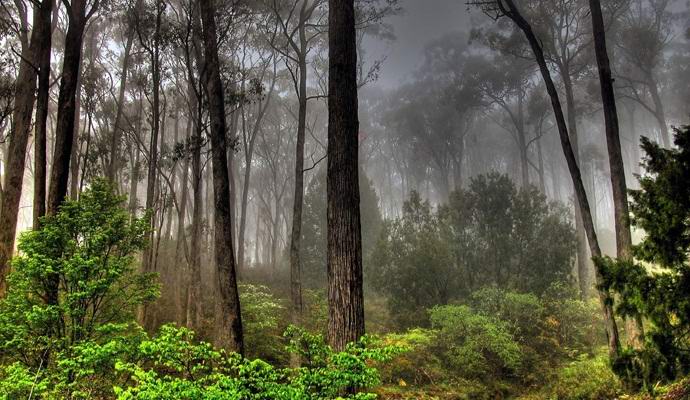 Škot je v gozdu fotografiral humanoidu podoben humanoid.