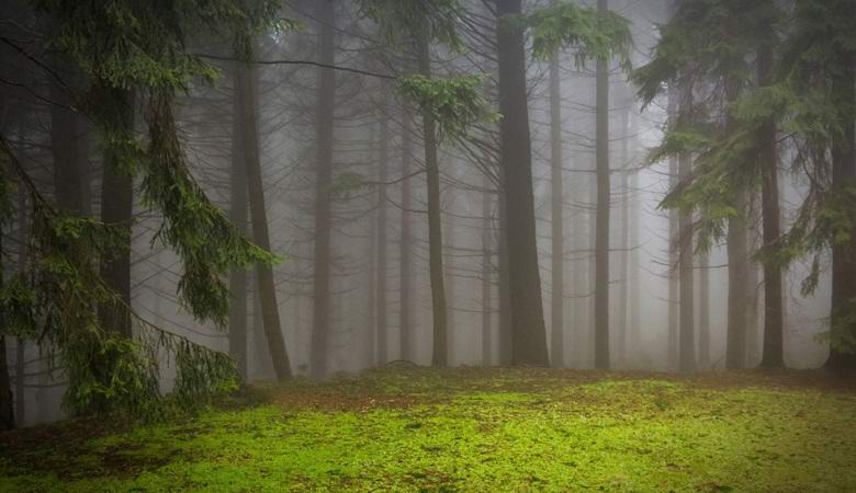 Nevihtni veter prisiljen