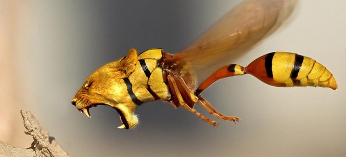 Šale nadarjenega umetnika