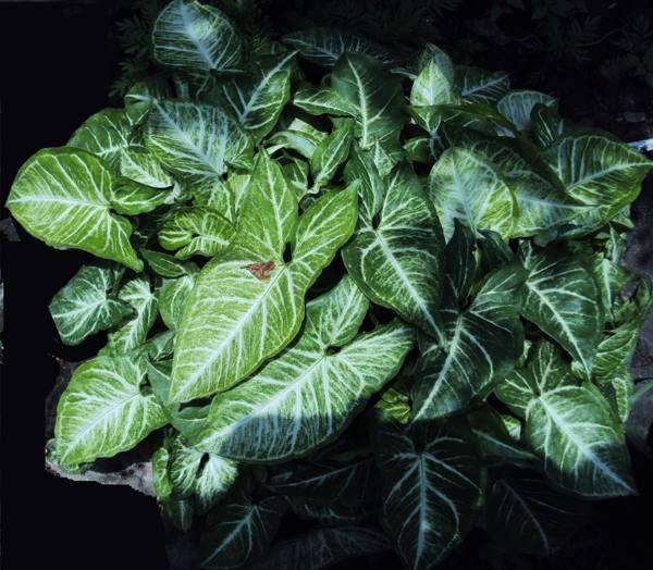 singonijeva znamenja in vraževerja 