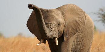 Se sloni spominjajo vsega?