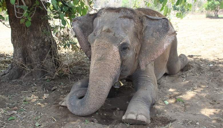 Slon je ubil svojega lastnika in skril truplo.