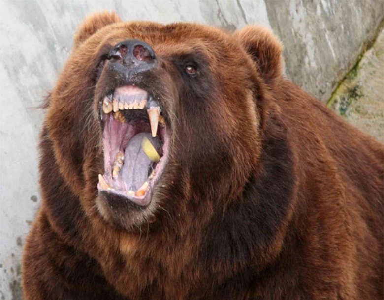 Pogumni fant je rešil sorodnike pred medvedom