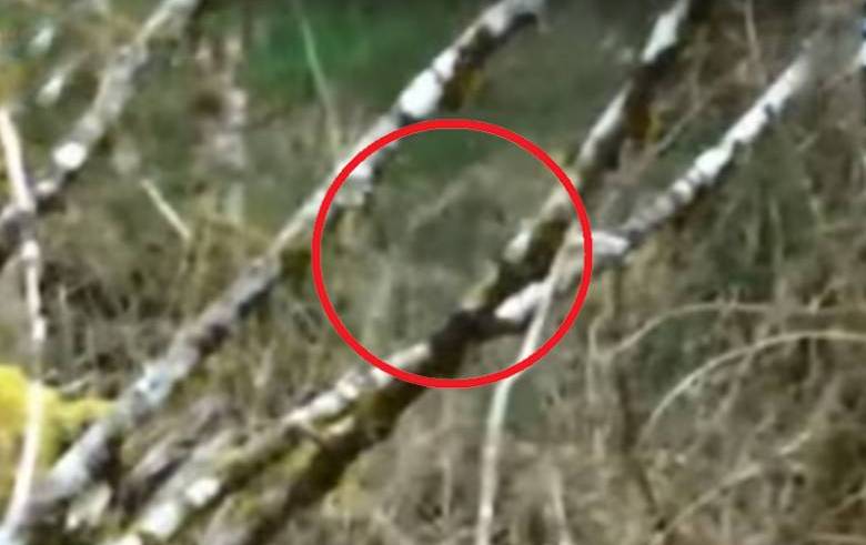 Bigfoot lahko postane neviden