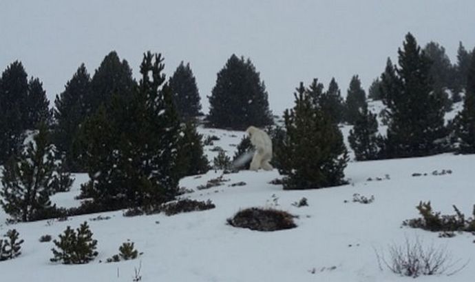 Bigfoot ne škodi ljudem