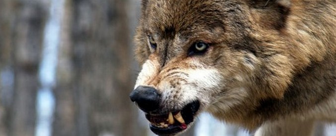 Psi niso potomci volkov