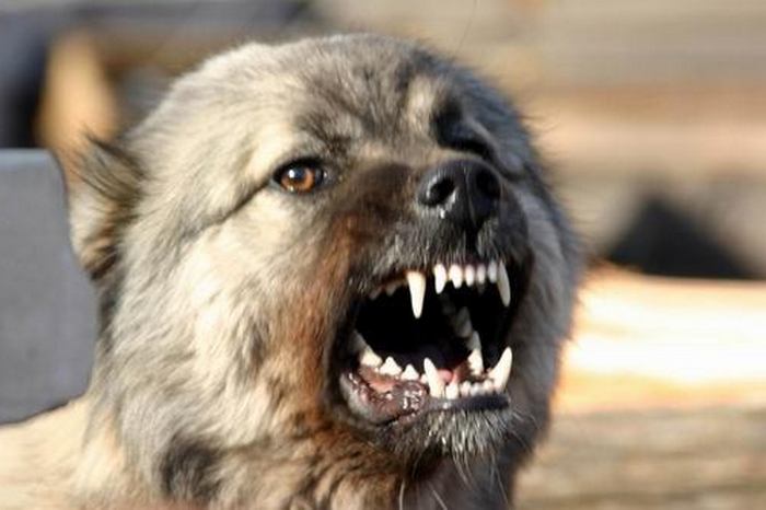 Se tudi psi zmešajo?