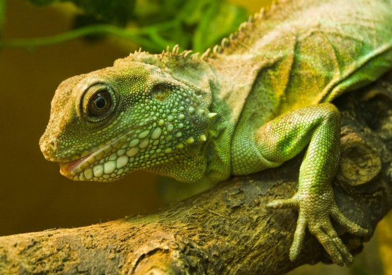 Ustvaril kameleonsko prevleko za vojaško opremo in vojaško osebje ruskih oboroženih sil