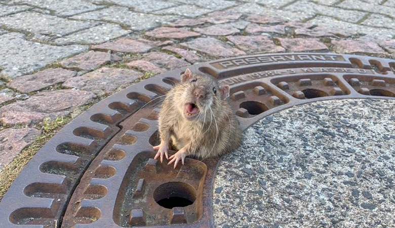 Reševalci so osvobodili debelega podgana, zataknjenega v odprtini za kanalizacijo