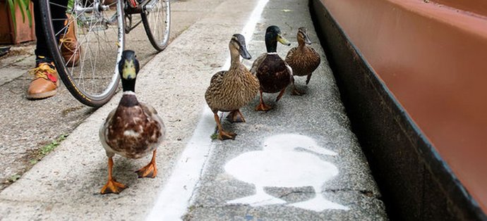 V Združenem kraljestvu so se pojavile posebne račke