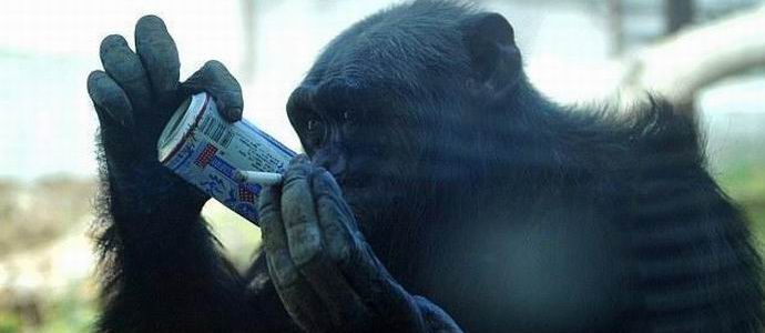 Alkoholiki so med šimpanzi