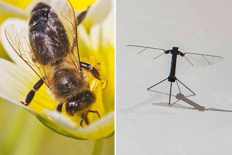 ZDA delajo na ustvarjanju čebeljih dronov. Znanstveniki jih opazujejo z zaskrbljenostjo.