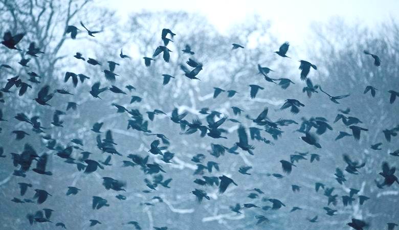 Jata krokarjev je krožila okoli NLP-jev v Kaliforniji.