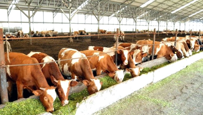 Ali se je vredno množično odreči mesu