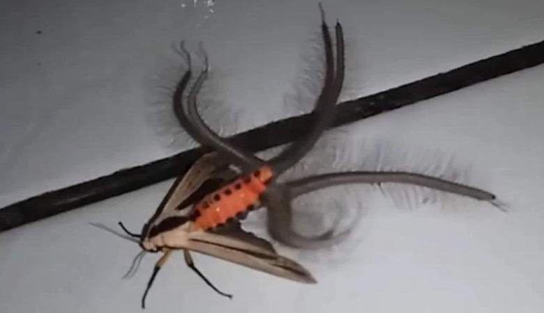 Čuden krt je s svojim videzom prestrašil internet.