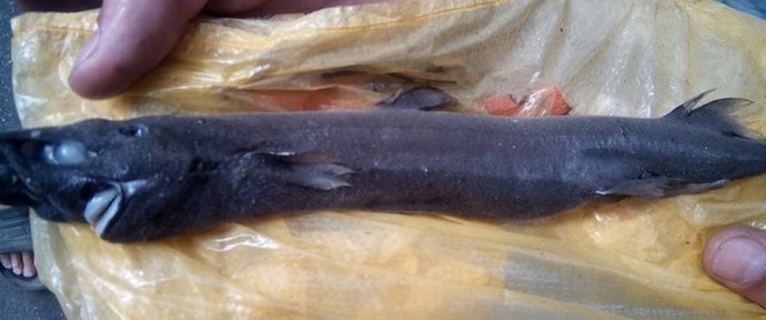 Čudne volnene ribe so zmedle ne le ribiče.