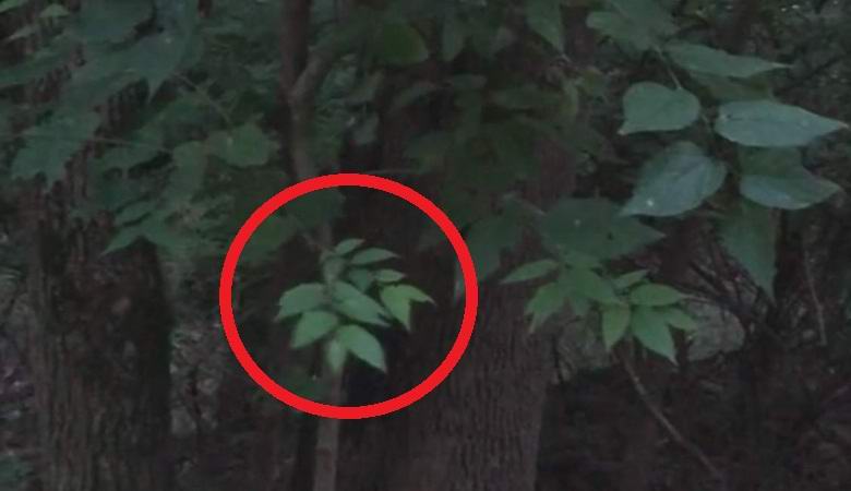 Čudna veja v gozdu neskončno niha sama od sebe.