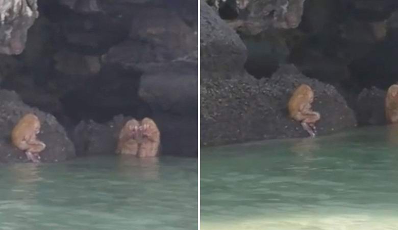 Čudna glasbena bitja so na Tajskem posegla po videu