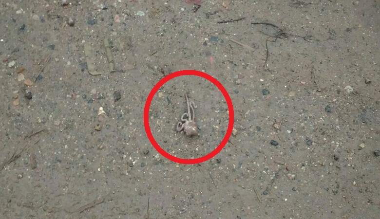 Čudna bitja, ki jih je v Veliki Novgorod prinesel dež