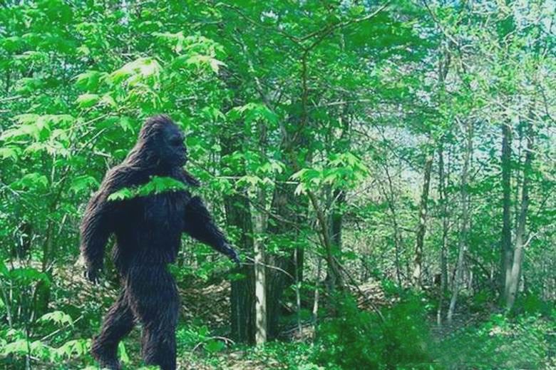 V objektiv kamere je padlo nenavadno humanoidno bitje.