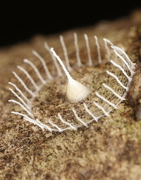 Nenavaden nastanek pajčevin v amazonski džungli