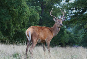 Čudno jeleno obnašanje na meji Nemčije in Češke.