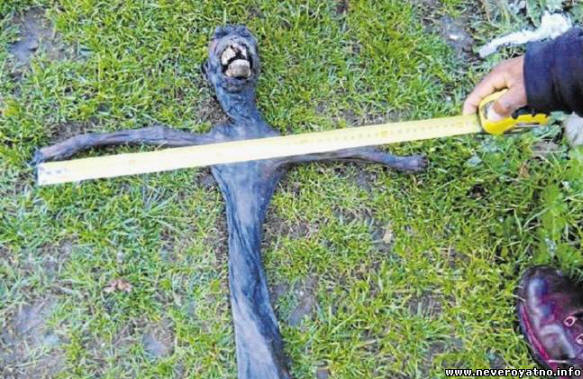 V Južni Afriki odkrito nenavadno bitje.