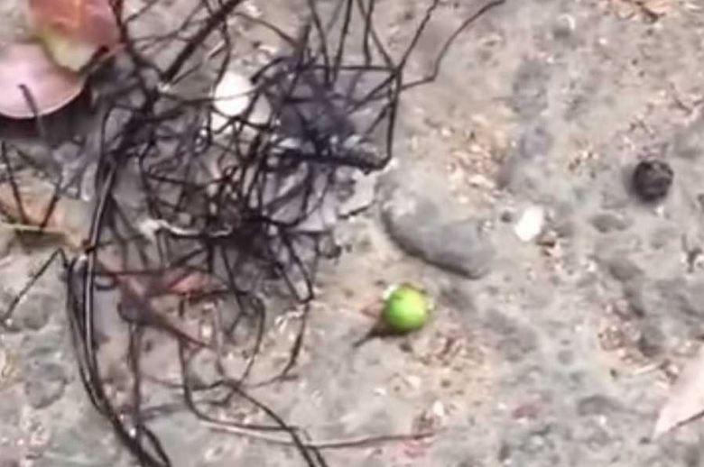 Čudno bitje Tajvana, zelo podobno tujcu