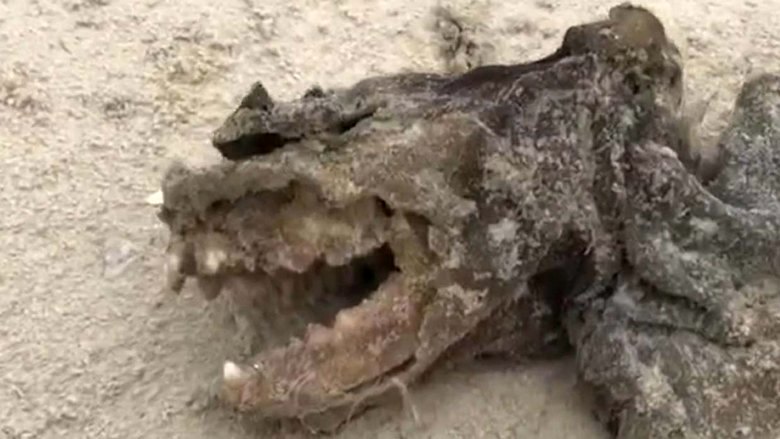 Čudno bitje se je vrglo na Charleston Beach