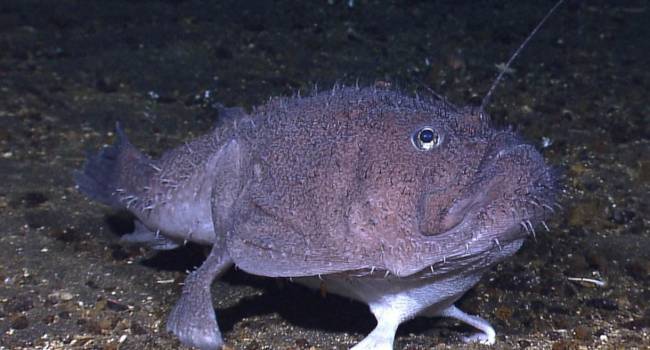 Čudne ribe z nogami, ki so jih odkrili raziskovalci
