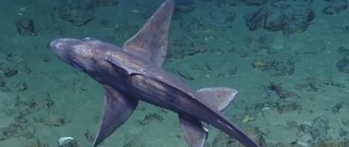 Strašna himera-himera je prestrašila znanstvenike