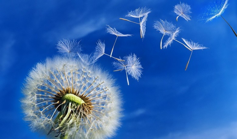 Struktura semen drevesa je nekajkrat učinkovitejša od podobnih naprav, ki jih je izumil človek.