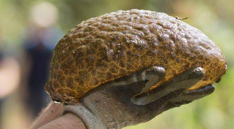 V kanadski laguni je bilo najdeno bitje, ki spominja na človeške možgane.