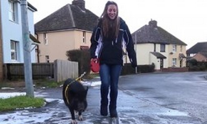 Prašič s statusom domačega psa