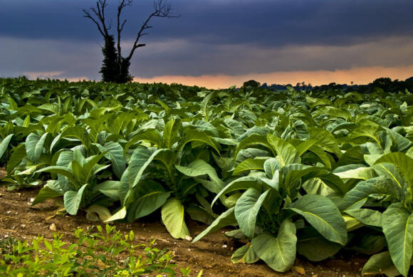 Smrtonosno tobačno polje ob mraku. Opazite dve iny vetrnici, vidni na obzorju.