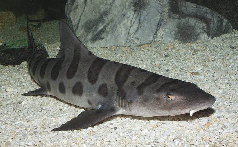 Skrivnostni parazit množično uničuje morske pse