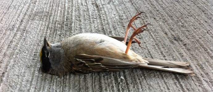 Skrivnostno mesto množičnih samomorilcev ptic v Indiji